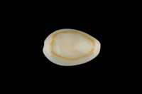 藏品(金環寶螺)的圖片